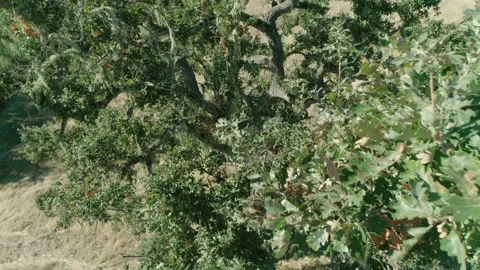 Tree in non urban area Video stock 139049635