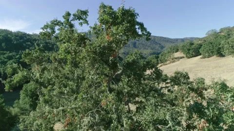 Tree in non urban area Stock-Footage 139049832
