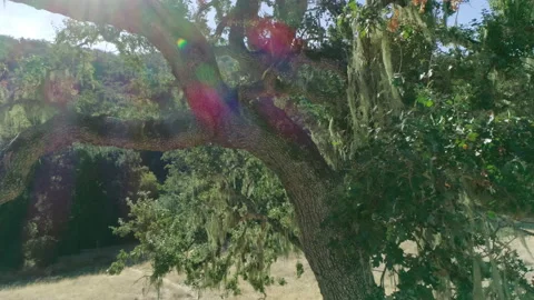 Tree in non urban area Stock Footage 139050120