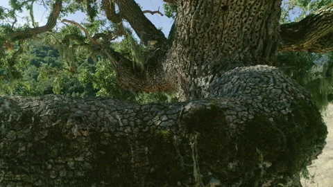 Tree in non urban area Stock-Footage 139050131