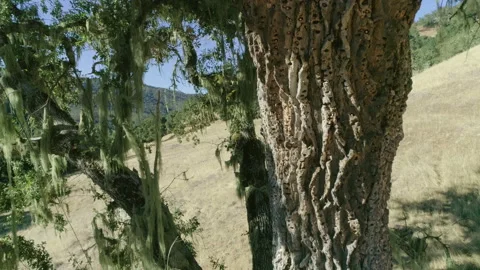 Tree in non urban area Video stock 139051575