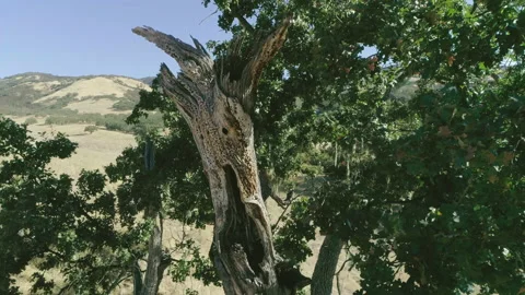 Tree in non urban area Stock-Footage 139052062