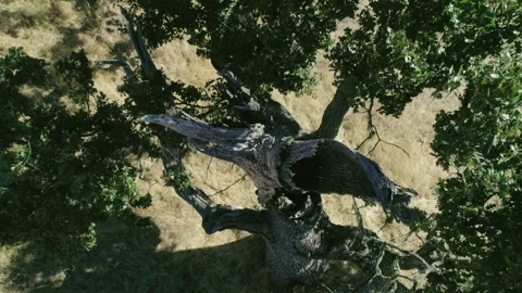 Tree in non urban area Video stock 139052170