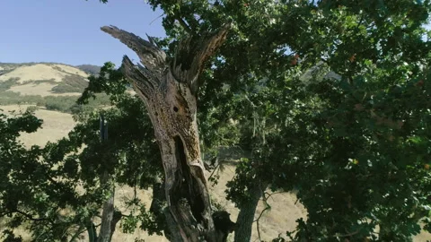 Tree in non urban area Stock-Footage 139052279