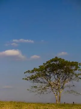 Tree at Noon Stock Photos