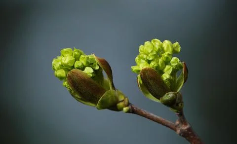 Tree Norway maple spring flowering still green seeds Stock Photos