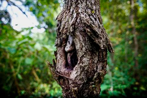 Tree with nose Stock Photos