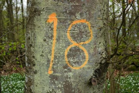 Tree number 18 Stockfoto's