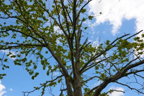 A tree with numerous branches under a blue sky with white clouds Stock Photos