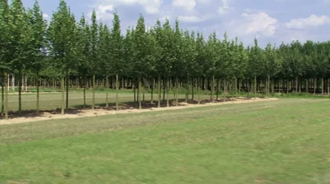 Tree nursery on clay in Dutch river landscape - vehicle shot rows of trees Stock Footage 27668668