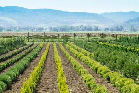 Tree Nursery Landscape Stock Photos