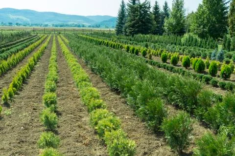Tree Nursery Landscape Stock Photos