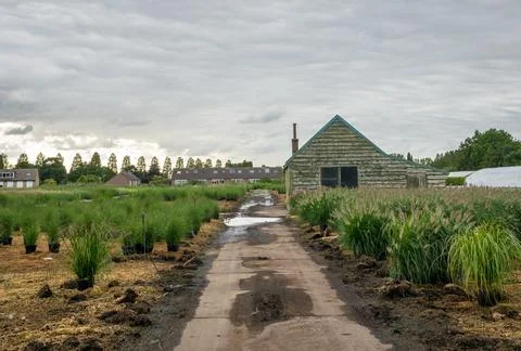 Tree Nursery Path Stock Photos