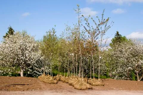 Tree nursery Stock Photos