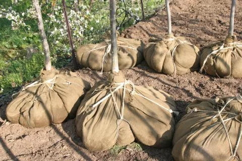 Tree nursery Stock Photos