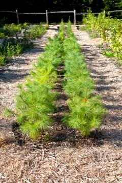 Tree nursery Stock Photos