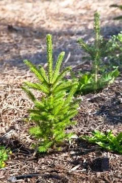 Tree nursery Stock Photos