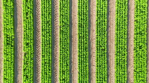 Tree nursery. Tree growing Video stock 156975541