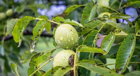 Tree Nuts 스톡 사진