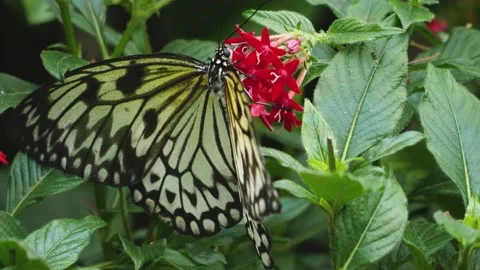 A tree nymph butterfly, close up. Stock Footage 224572270