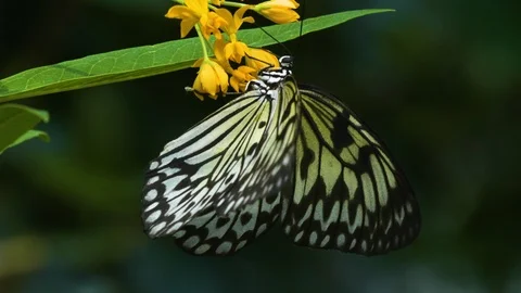 Tree nymph butterfly on a flower Stock Footage 116616675