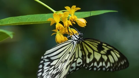 Tree nymph butterfly on a flower Video stock 116619099