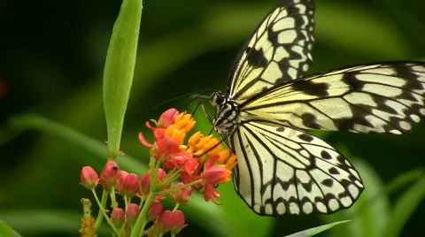 Tree Nymph Butterfly 库存影片 597483