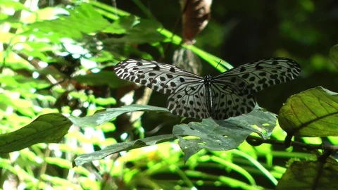 Tree Nymph Butterfly Stock-Footage 88544034