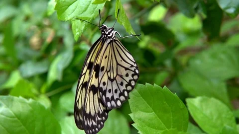 Tree Nymph butterfly Stock Footage 89060545