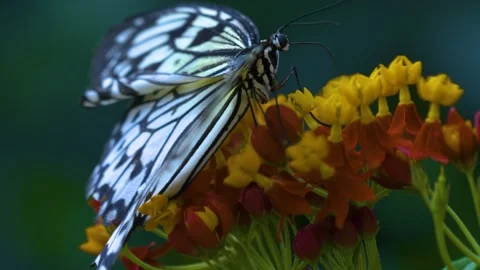 Tree nymph butterfly Stock Footage 141282388