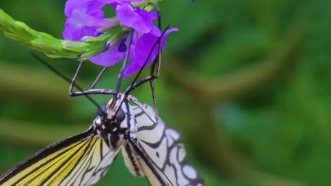 A tree nymph butterfly Stock Footage 245025969