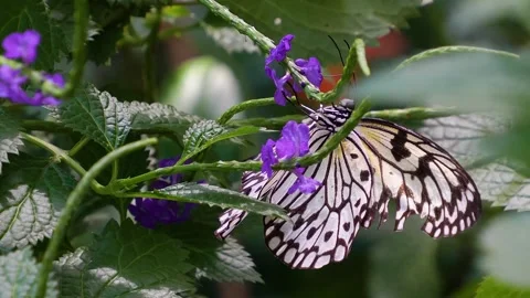 A tree nymph butterfly Stock Footage 272351261