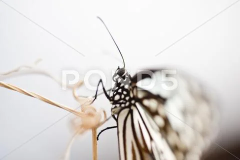 Tree nymph butterfly idea leuconoe Stock Photos