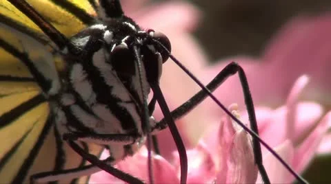 TREE NYMPH BUTTERFLY - MACRO Stock Footage 10874828