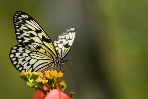 Tree nymph butterfly Stock Photos