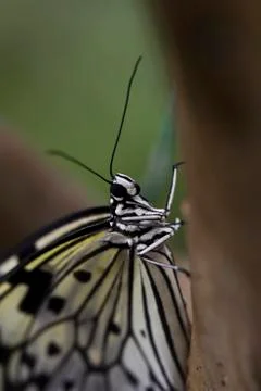 Tree nymph butterfly Stock Photos