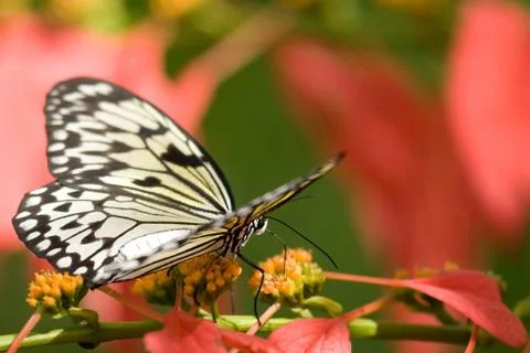 Tree Nymph Butterfly Stock Photos