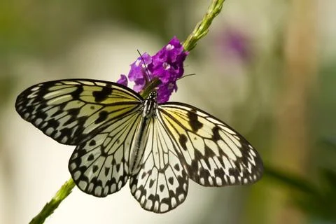 Tree Nymph Butterfly Stock Photos
