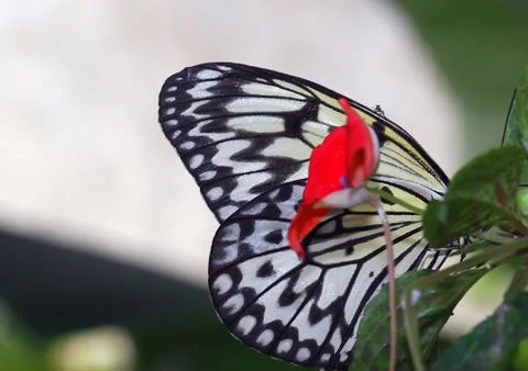 Tree Nymph Butterfly Stock Photos