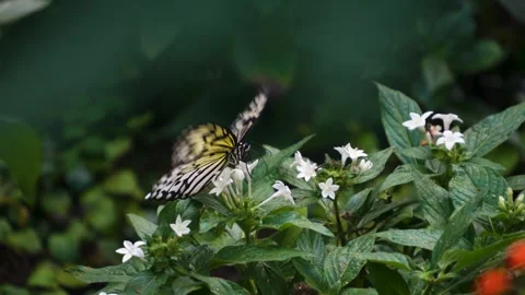 A tree nymph butterfly sitting  Stock Footage 267496282