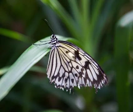 Tree nymph butterly Stock Photos
