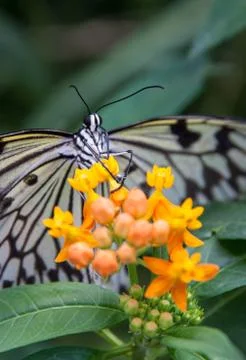 Tree nymph butterly Stock Photos
