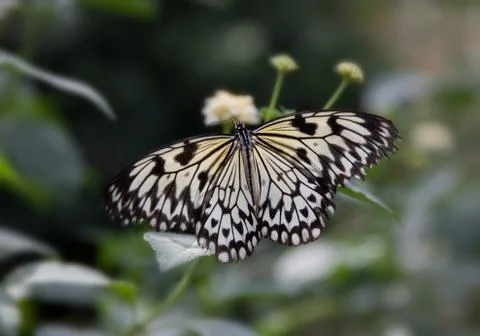 Tree nymph butterly Stock Photos