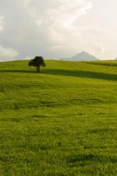 Tree on o field Stock Photos
