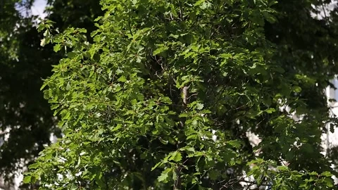 Tree oak rock Quercus petraea. Top-down panorama Video stock 152819234