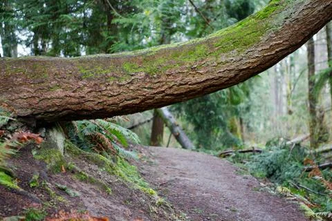 Tree obstacle to path Stock Photos