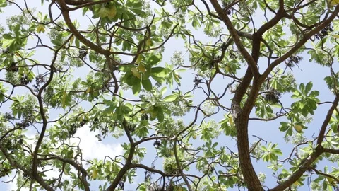 Tree To The Ocean 2 Stock Footage 104711840