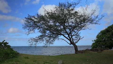 Tree in the ocean breeze on a partly cloudy day, Hawaii Stock Footage 179639901
