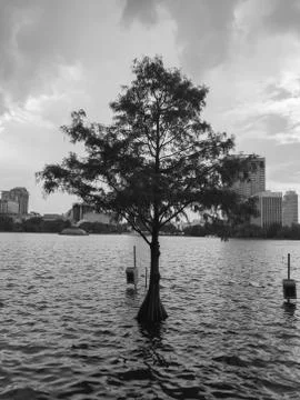 Tree on the ocean with buildings in the background Stock Photos