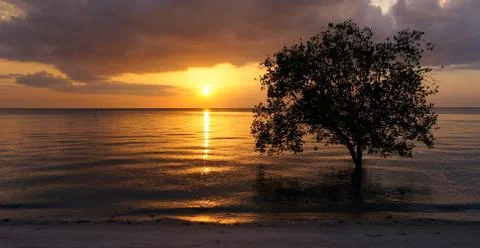 Tree in ocean during tide on the beach at sunset. Stock Photos